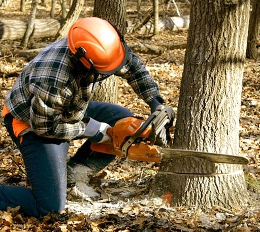Tree Removal in Pringle, SD